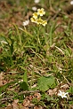 Oxlip plant - A
